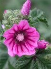 Fiore di malva