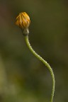 un fiore prezioso un fiore prezioso