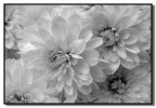 fiori