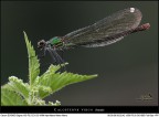 1000ISO 1000ISO