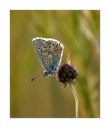 Aricia agestis Aricia agestis