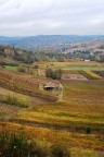 Oltrepo - Vigne Oltrepo - Vigne