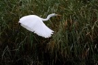 Il Bianco... Il Bianco...