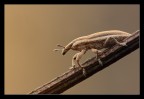 Curculionidae sp. Curculionidae sp.