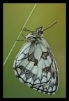 Melanargia galathea Melanargia galathea