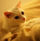 Gatto3 Gatto3