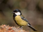 Parus Major