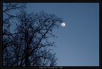Albero della Luna Albero della Luna