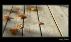 linee autunnali linee autunnali