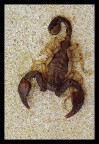Scorpione