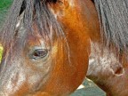 cavallo triste cavallo triste