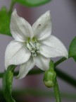 fiore di peperoncino fiore di peperoncino
