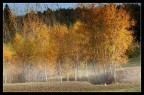 Alberi Alberi
