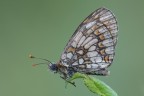 Mellicta athalia Mellicta athalia