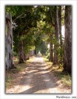 Viale Viale