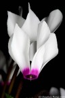 Un fiore a Madre Natura Un fiore a Madre Natura