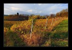 L' oro sulle colline... L' oro sulle colline...