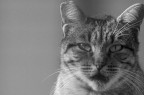 Miao Miao