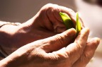 IL CICLO DELLA VITA IL CICLO DELLA VITA