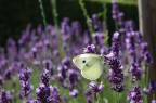 volevo fotogrfafare il campo di fiori, ma questa farfalla posandosi ha reso la foto pi� interessante, diventando il soggetto principale.