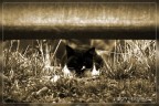 catz&dogz - 2 catz&dogz - 2