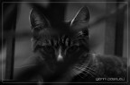 catz&dogz - 6 catz&dogz - 6