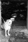 catz&dogz - 8 catz&dogz - 8
