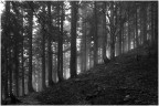 nel bosco nel bosco