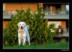 ...il mio amico fido... ...il mio amico fido...