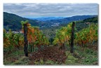 Vigne e nuvole 1 Vigne e nuvole 1