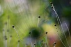 Sogno di una notte di mezzo autunno Sogno di una notte di mezzo autunno