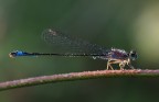 la damigella delle perle la damigella delle perle
