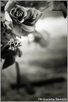 RICORDI: TRA PERSONE E FIORI RICORDI: TRA PERSONE E FIORI