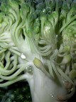 cavolfiore o...alieno? cavolfiore o...alieno?