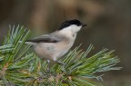 Parus montanus Parus montanus