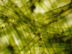 microscopio microscopio