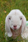 peluche peluche