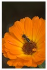 Calendula-officinalis Calendula-officinalis