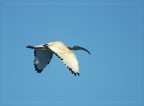 .::: Il Volo dell' Ibis Sacro :::. .::: Il Volo dell' Ibis Sacro :::.