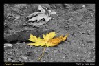 Colori autunnali Colori autunnali