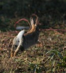 scusate le spalle ma io scappo