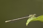 Platycnemis pennipes Platycnemis pennipes