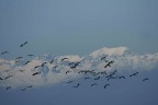 Volo in lontananza
