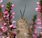 Ritratto di cavalletta Ritratto di cavalletta