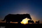 Silhouette Silhouette