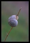 Timida Timida