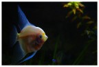 Acquario Acquario