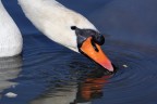cigno cigno