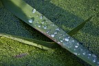 Gocce al verde