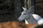 albino albino